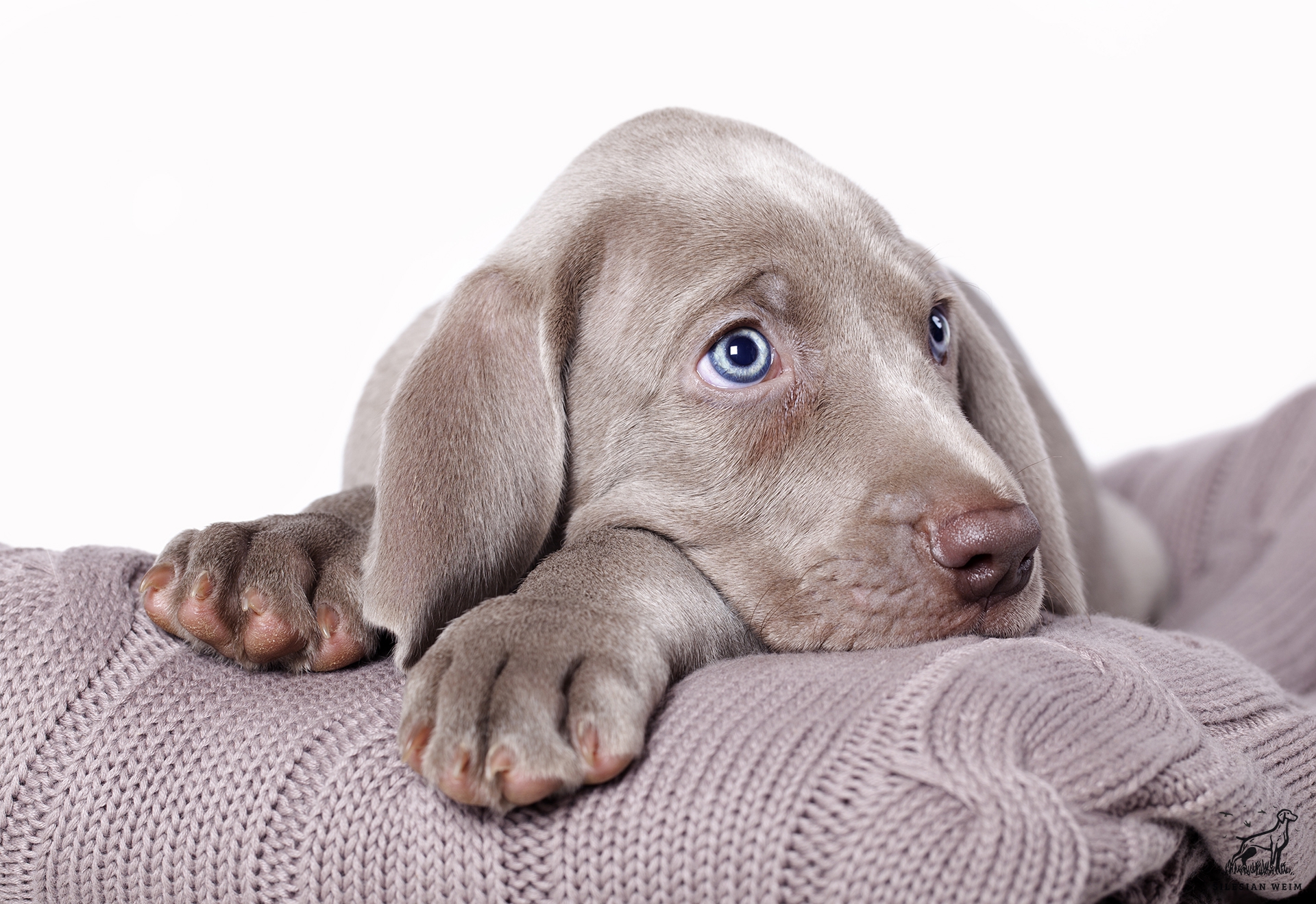 Puppies