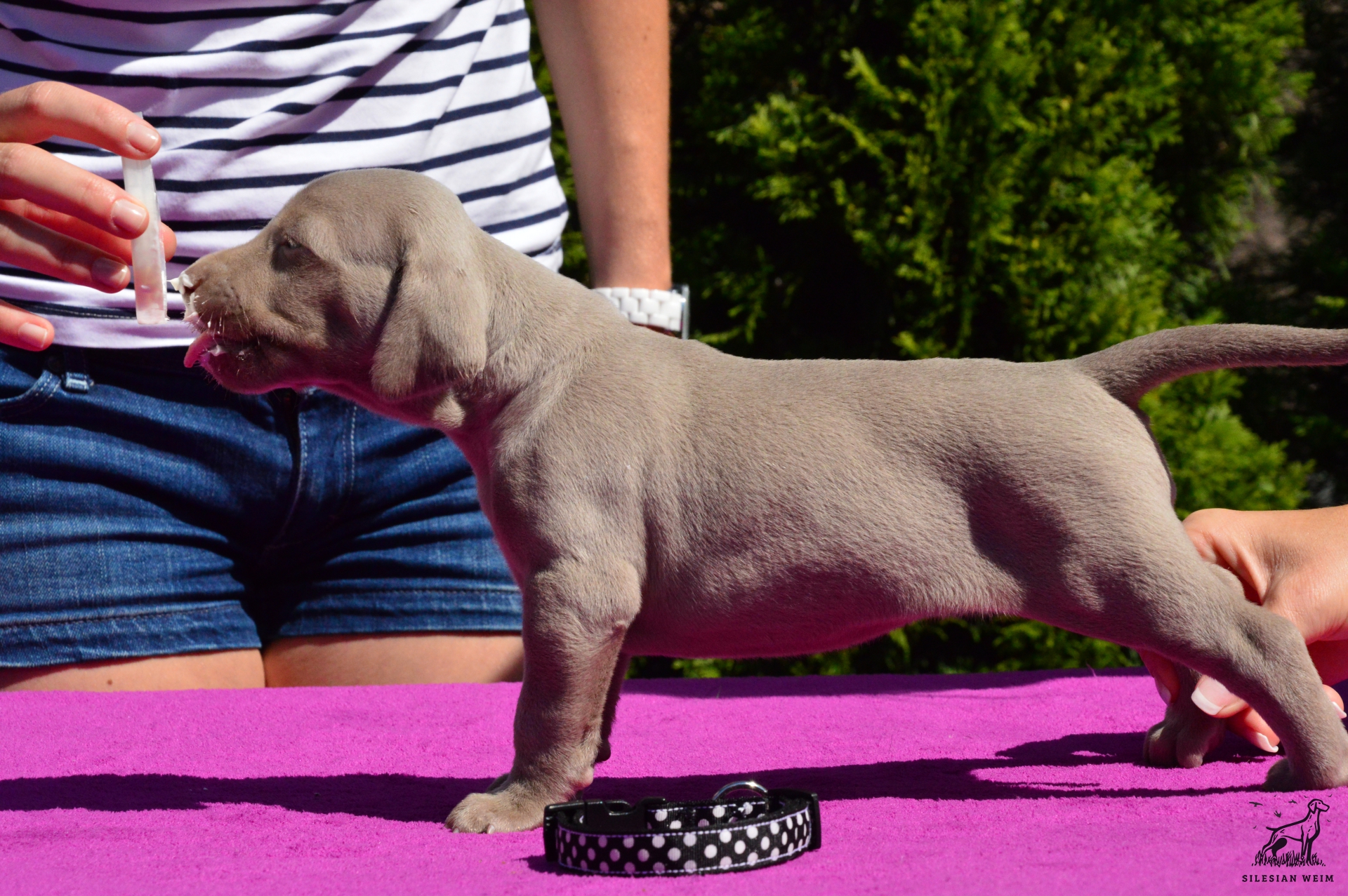Štěňata Archivy - Silesian Weim