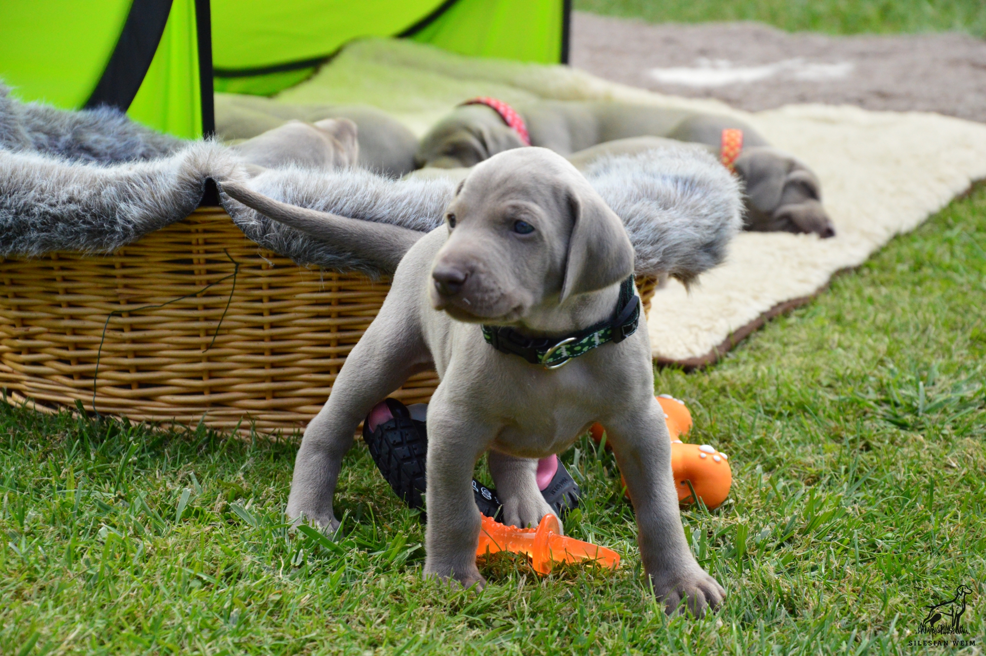Štěňata Archivy - Silesian Weim